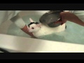 Cat Taking A Bath Mooooooo Mooooooo