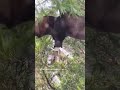 No Additional Sound Was Added To This Video Bat Scream Bats Tree Wakeup Shocked Surprised