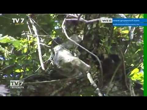 Tv7 con Voi del 28/05/2015 - Andiamo a Isla de Coco (1 di 3)