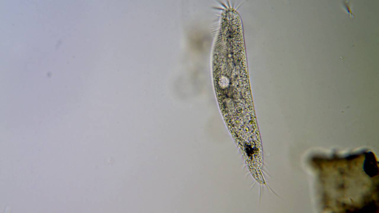 <em>Urosoma emarginata</em> (Stokes, 1885) Berger, 1999