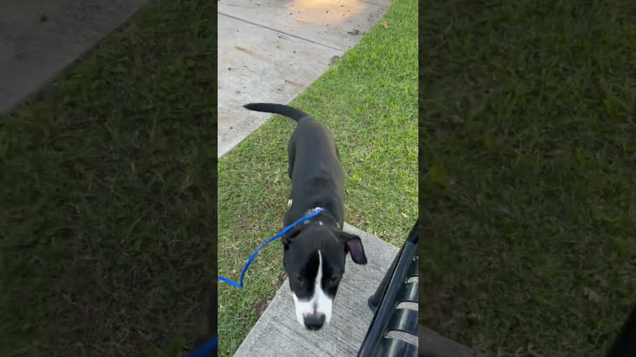 Enlarge Staple (156248)(In a Foster Home), a ADOPTABLE mixed breed in Baton Rouge, LA video 1/4