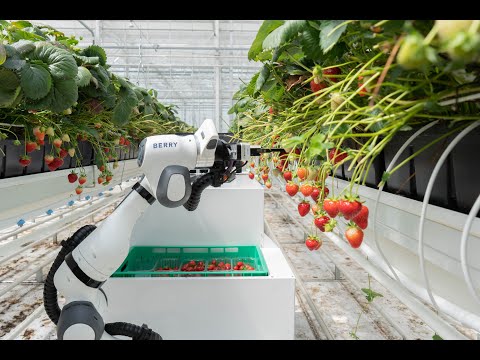 Strawberry Harvesting Robot - Introducing BERRY
