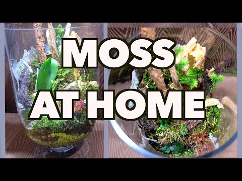 How to grow and propagate moss.