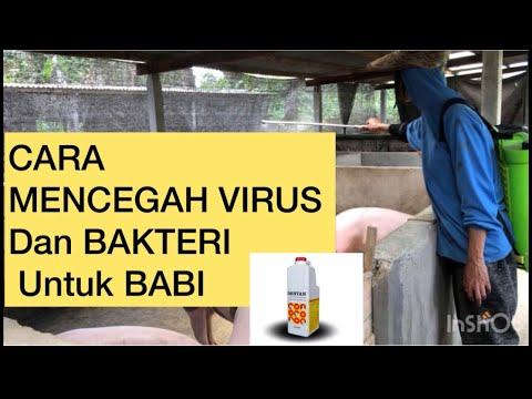 , title : 'CARA MENCEGAH VIRUS DAN BAKTERI PADA BABI #peternakanbabi #caraberternakbabi #caramencegahvirus'