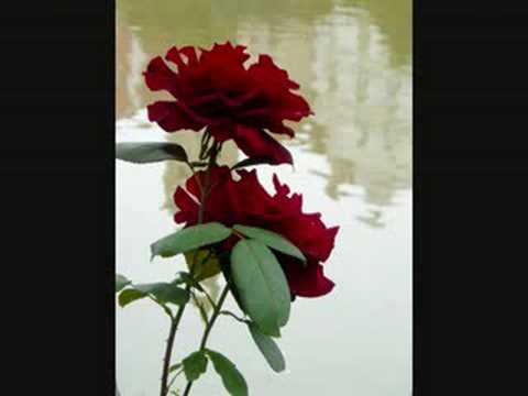 Schubert - Schwanengesang, "Ständchen" ("Leise flehen meine Lieder...")