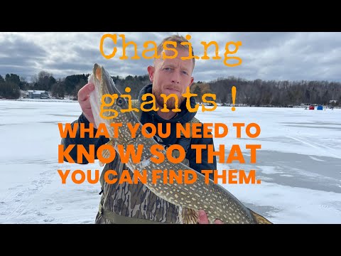 How we consistently find huge northern pike and how we set up to spear for them