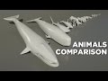 ANIMAL Size In Perspective