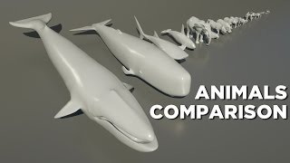 Animals size comparison