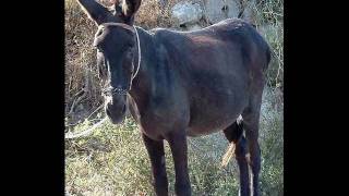 Rich Mullins: You did not have a home