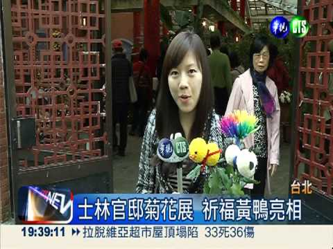 "菊"小鴨現身士林 圓仔湊熱鬧!