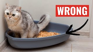 12 Common but DANGEROUS Mistakes that Cat Owners Make