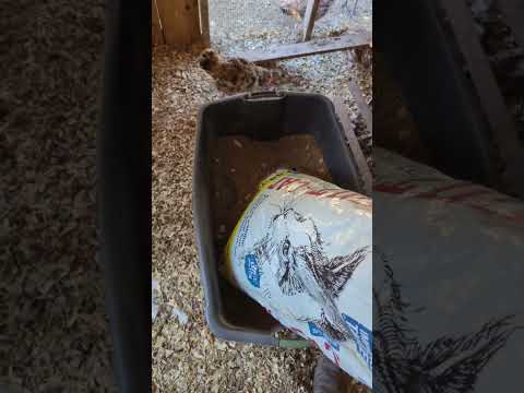 Feed YOUR Chickens Cat Food! They will lay more eggs.