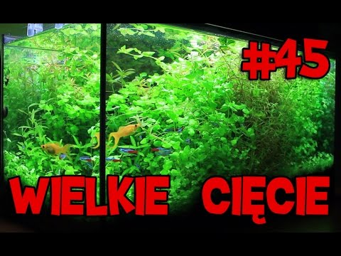 45.  Iwagumi Project, which stopped being Iwagumi | Day 230 | Part 3/4