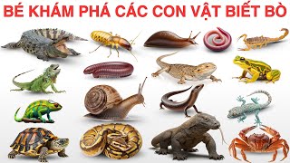 Bé Học Tên Các Con Vật Bò / Trườn | Rùa, Rắn, Ốc Sên…