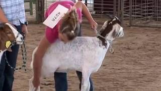 Youth Livestock Safety–  Goat Safety: Behavior Basics