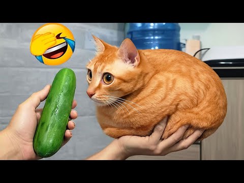New Funniest Cats and Dogs Clips 2026😹🐶Try Not To Laugh😂 Part 7