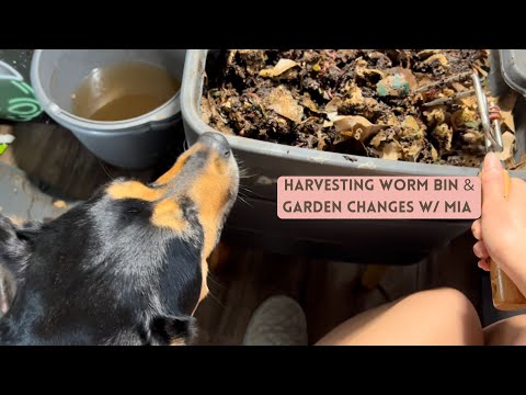 Harvesting from Hot Frog Essential Living Composter (Worm Bin) & Changing up the Patio Garden Ft Mia