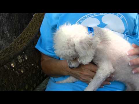 Little Ringo, an adopted Poodle in Houston, TX_image-1