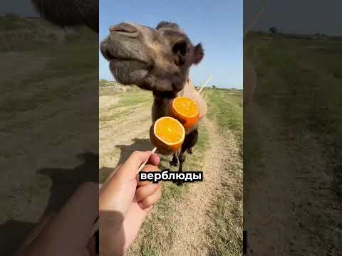 Верблюд всех перехитрил 😳