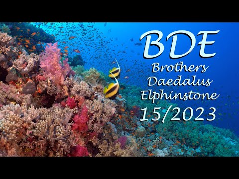 BDE: Brothers - Daedalus - Elphinstone. The best shots of the week 15/2023