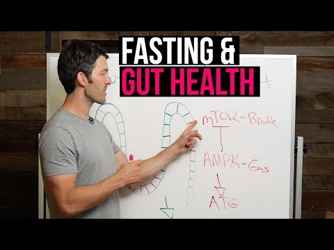 Fasting & Gut Health: Regeneration + Stem Cell Production