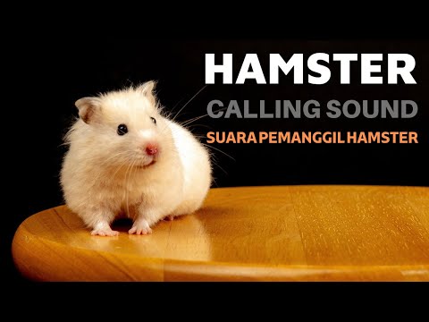 Hamster Calling Sound