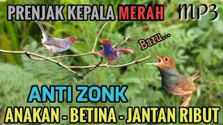 Download lagu Baru!.. Suara Pikat prenjak atas paling ampuh Anti zonk mp3