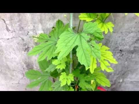 thuja 2023 の感染部分を剪定する