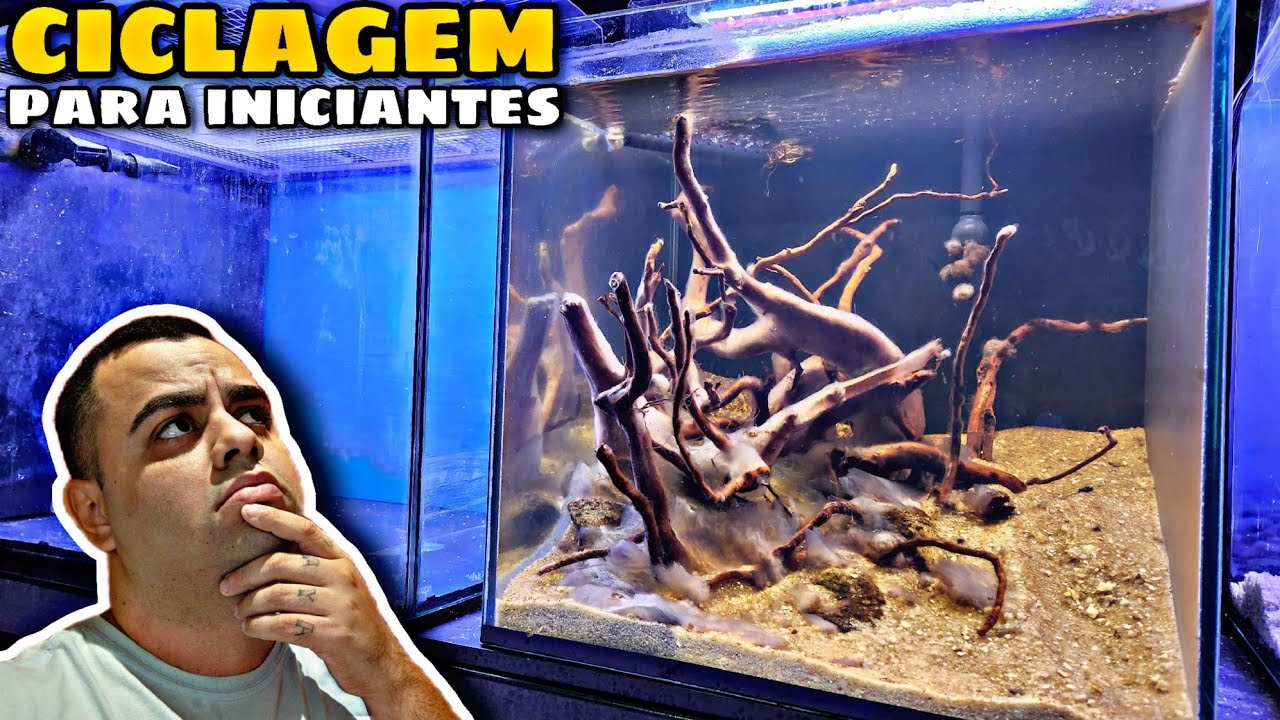 COMO CICLAR MEU AQUÁRIO (PARA INICIANTES)