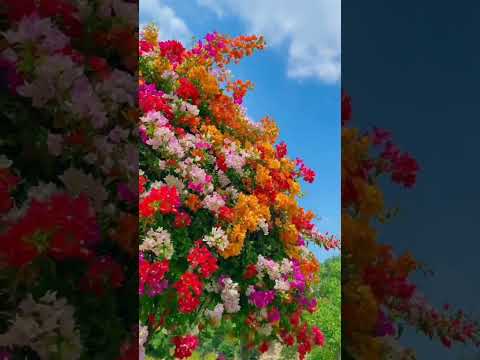 bougainville várias cores