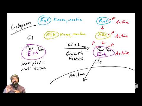 Erk - part 1: regulation of Erk