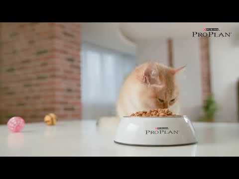 Сухой корм PRO PLAN Sterilised Kitten <1 для котят после стерилизации, с лососем 1,5 кг (7613037684070) - фото 2 - id-p1689088329