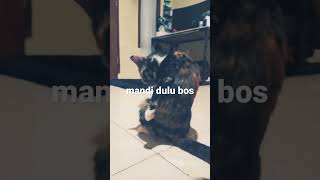 Download lagu ngintip mandi #mandi #ngintip #leslar mp3