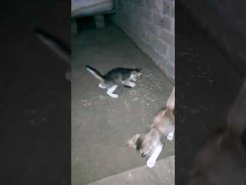 Bon posu beralta kikore sekar kory