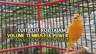 Download lagu kenari gacor panjang Cuit Cuit EMOSI, Pancingan Kenari Paud Belajar Bunyi, terapi AMPUH Kenari MACET mp3 Download lagu kenari gacor panjang Cuit Cuit EMOSI, Pancingan Kenari Paud Belajar Bunyi, terapi AMPUH Kenari MACET mp3