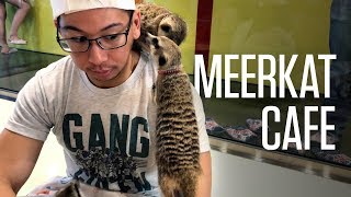 Meerkat Cafe in Seoul, South Korea—Meerkat Friends