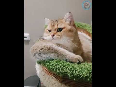 Funny animals - Funny cats / dogs - Funny animal videos 212