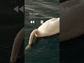 The Swan - Timeless II