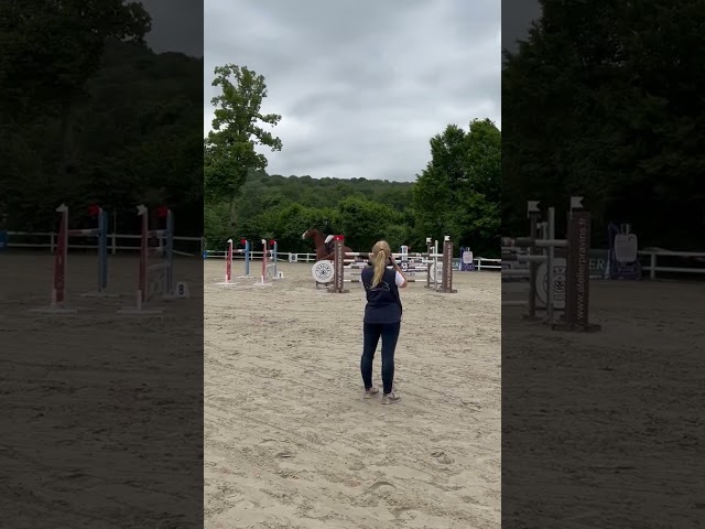 Cheval pour sauter 125/130cm 