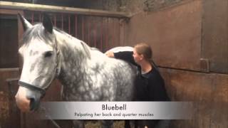 Bluebell Physiotherapy