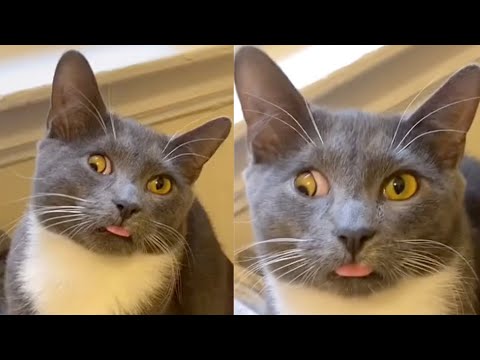 Adorable Cross Eyed Cat