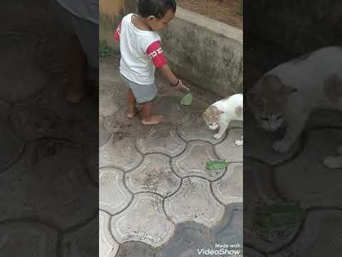 Akshith S Dev vs Cat