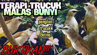 Download lagu suara trucuk BETINA saling bersahutan di alam liar//cocok untuk terapy trucuk yang susah bunyi. mp3