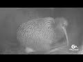 Kiwi Lays Giant Egg Rare Kiwi Bird Birth Footage New Zealand Wildlife