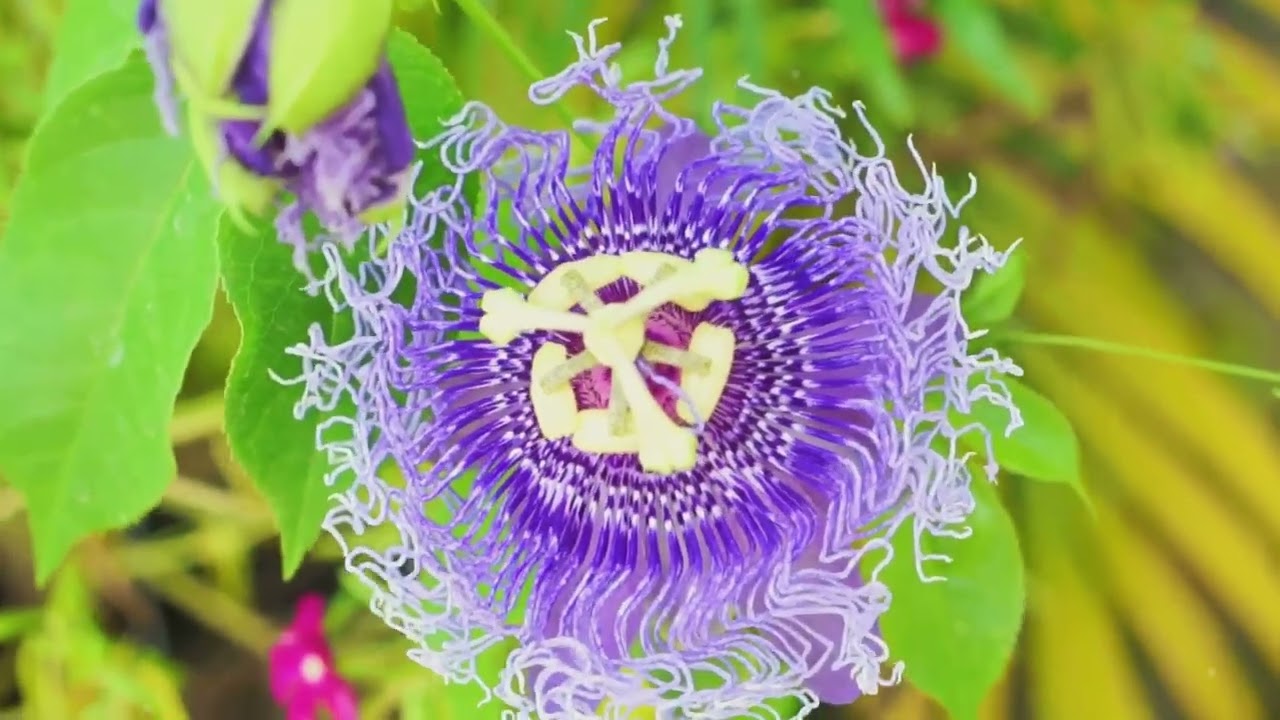 The Spiritual Symbolism of Passion Flower