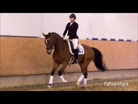 Senora by Sandro Hit-Rotspon-Lauries Crusador and offspring