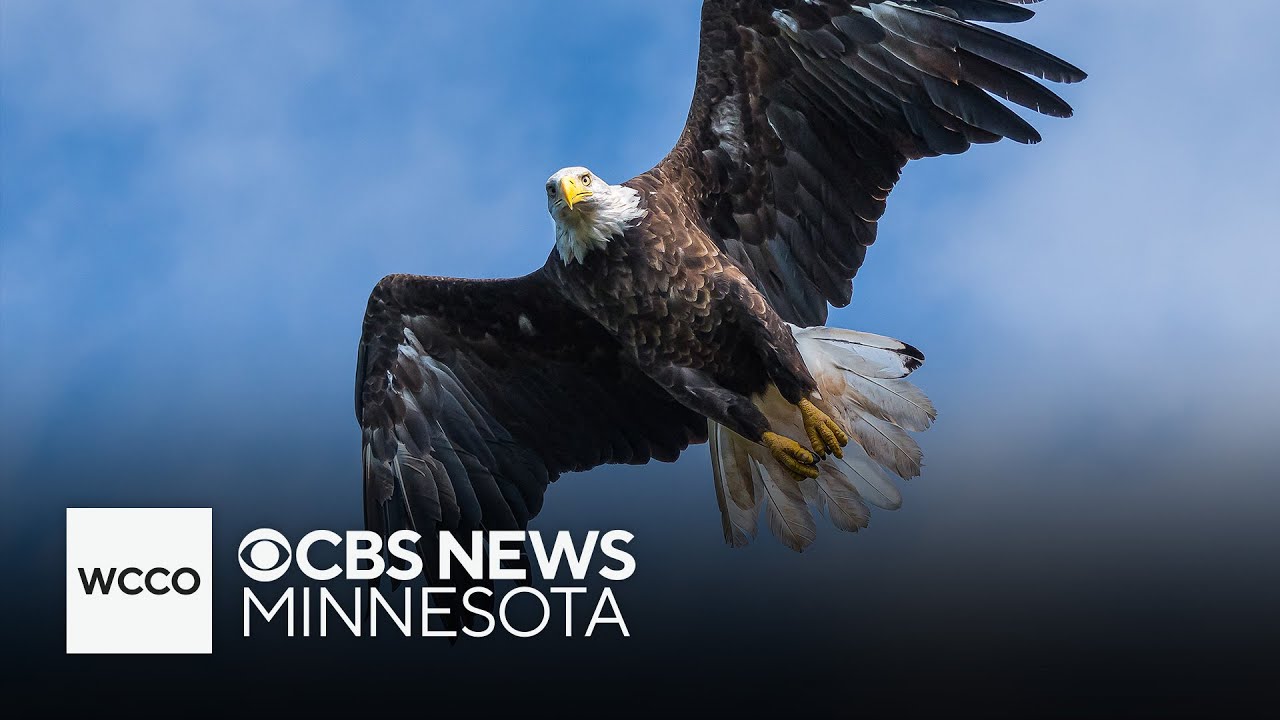 Gov. Tim Walz declares June 20 as “Bald Eagle Day”