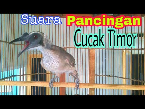 download lagu mp3 mp4 Cucak Timor, download mp3 Cucak Timor free downloadn, video klip Cucak Timor