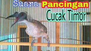 Download lagu SUARA PANGGILAN CUCAK TIMOR mp3
