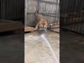 How Zoos Bathe Tigers! 🐅